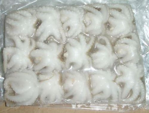 BABY OCTOPUS 26/40