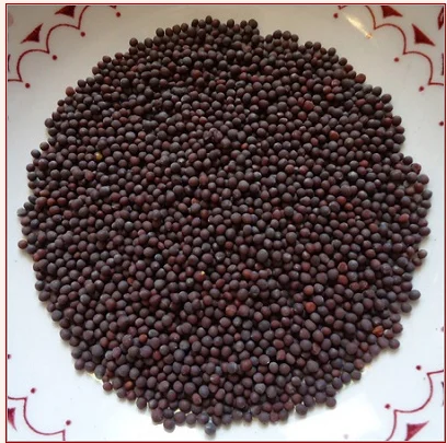 MUSTARD SEED BOLD