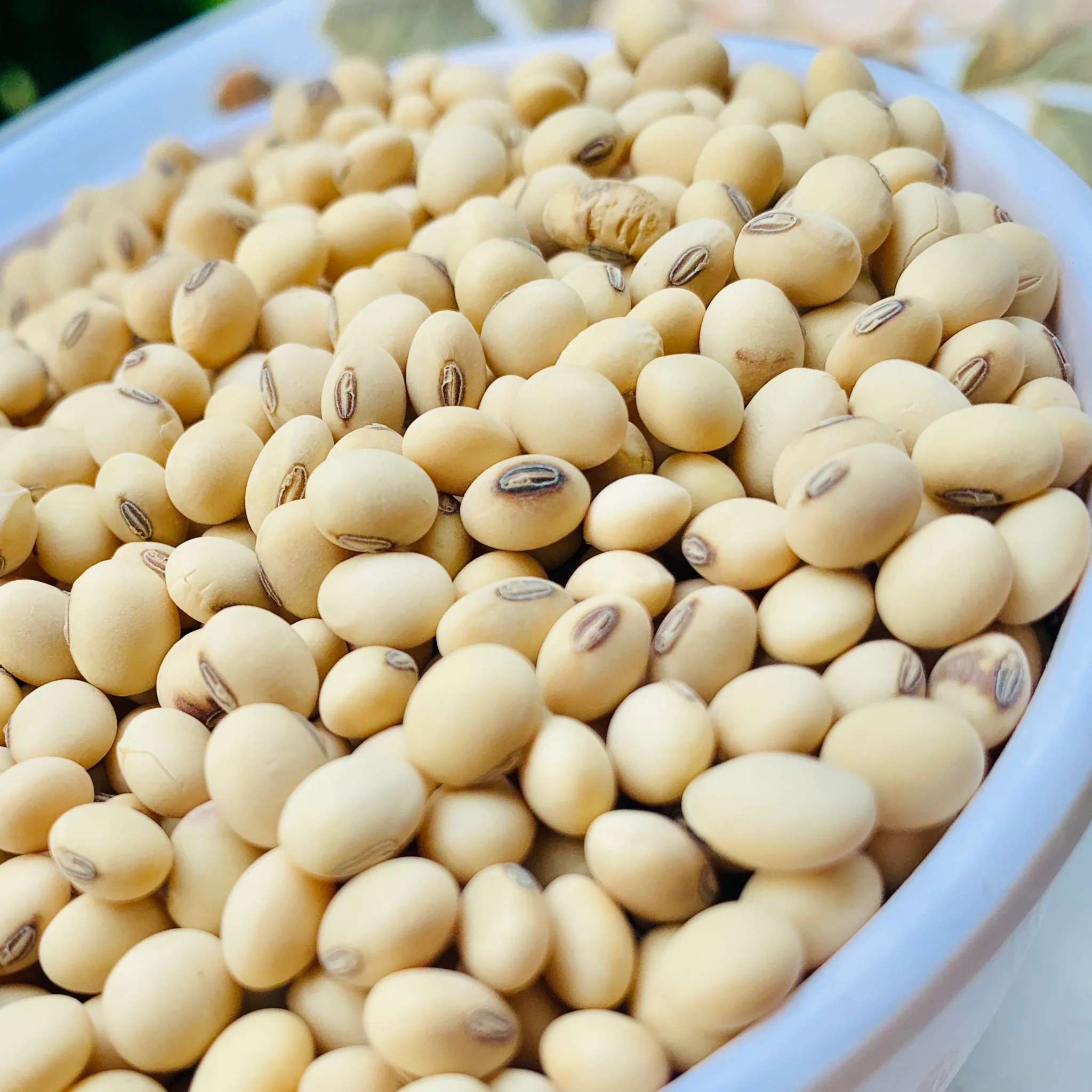 SOYA BEANS